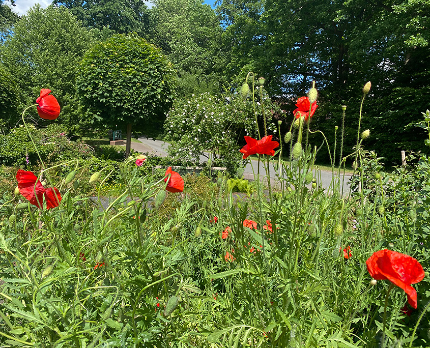 Blühende Mohnblumen vor der Praxis